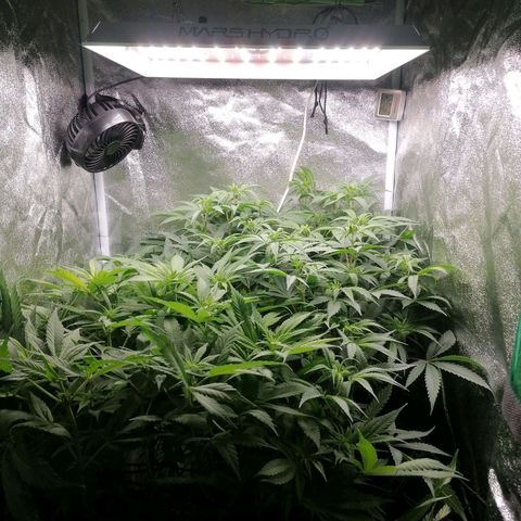 Runtz & Jamaican dream growlog timeline photo