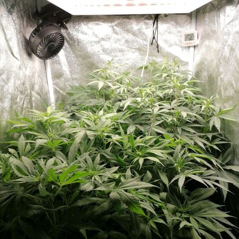 Runtz & Jamaican dream growlog timeline photo