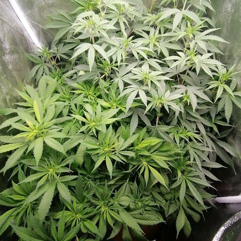 Runtz & Jamaican dream growlog timeline photo