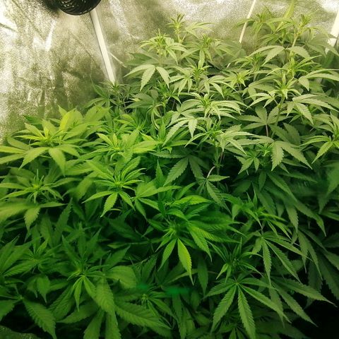 Runtz & Jamaican dream growlog timeline photo