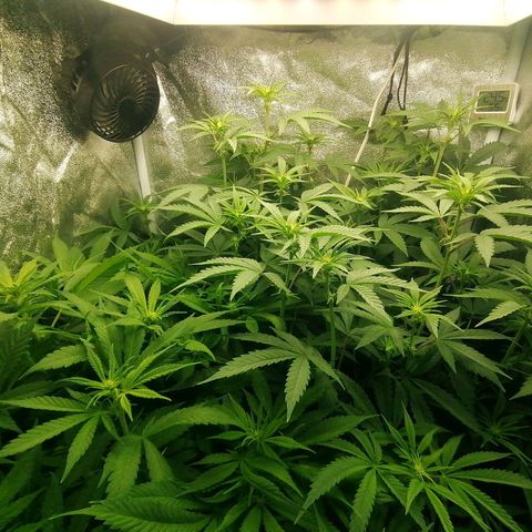 Runtz & Jamaican dream growlog timeline photo
