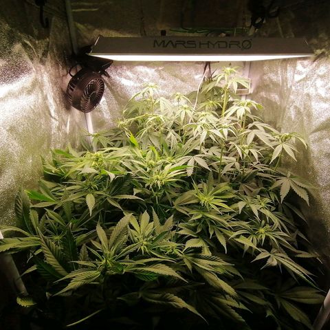 Runtz & Jamaican dream growlog timeline photo