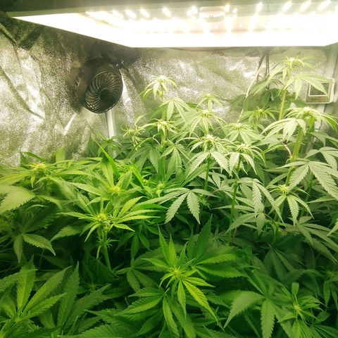 Runtz & Jamaican dream growlog timeline photo