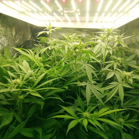 Runtz & Jamaican dream growlog timeline photo