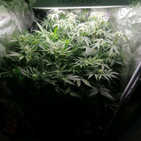 Runtz & Jamaican dream growlog timeline photo