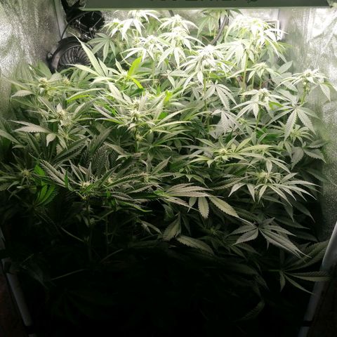 Runtz & Jamaican dream growlog timeline photo