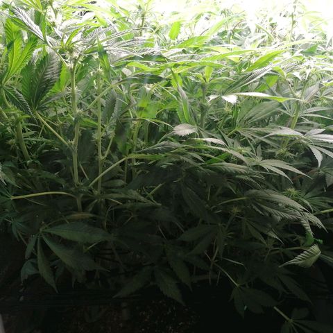 Runtz & Jamaican dream growlog timeline photo