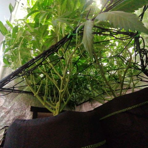 Runtz & Jamaican dream growlog timeline photo