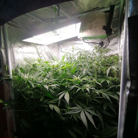 Runtz & Jamaican dream growlog timeline photo