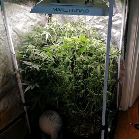 Runtz & Jamaican dream growlog timeline photo