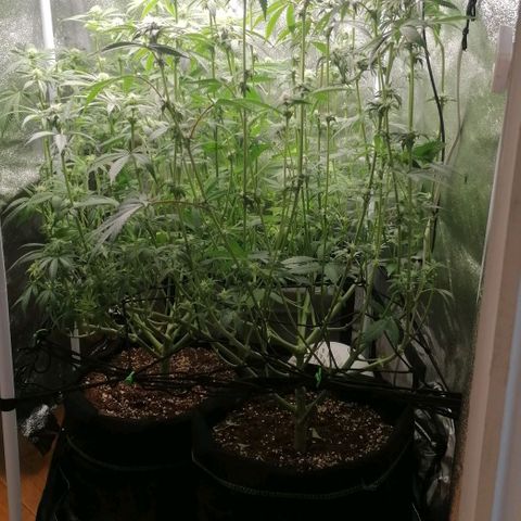 Runtz & Jamaican dream growlog timeline photo