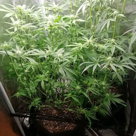 Runtz & Jamaican dream growlog timeline photo