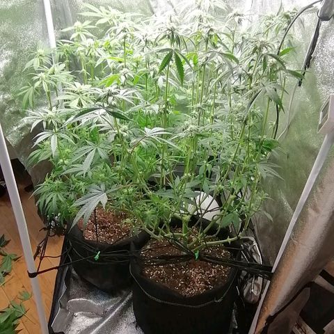 Runtz & Jamaican dream growlog timeline photo