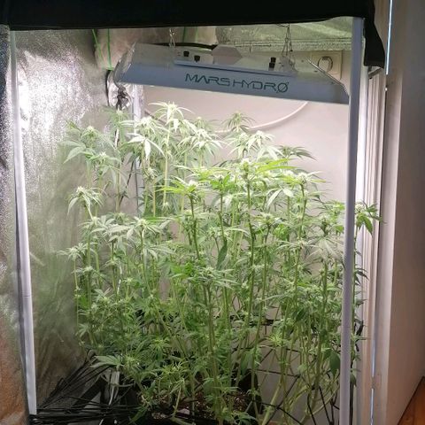 Runtz & Jamaican dream growlog timeline photo