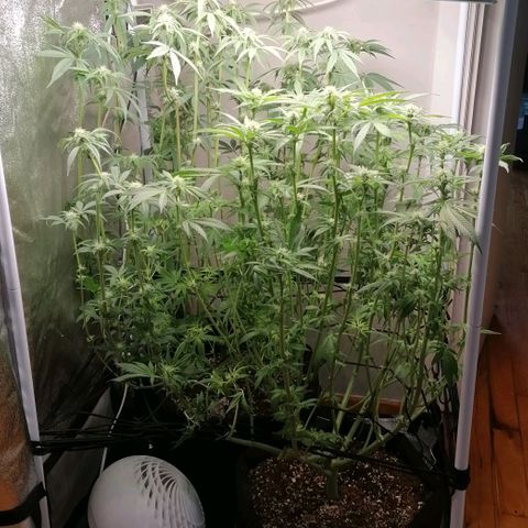 Runtz & Jamaican dream growlog timeline photo