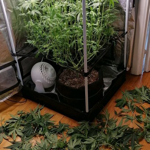 Runtz & Jamaican dream growlog timeline photo