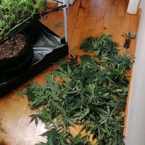Runtz & Jamaican dream growlog timeline photo