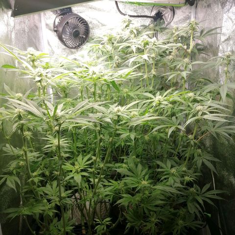 Runtz & Jamaican dream growlog timeline photo