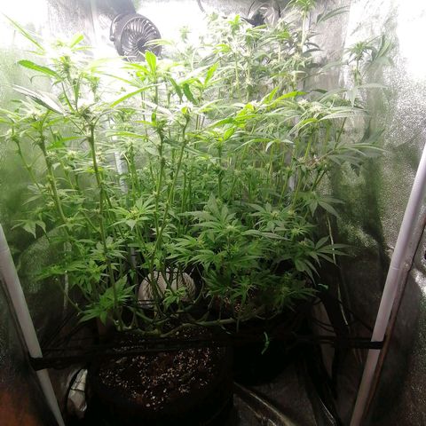 Runtz & Jamaican dream growlog timeline photo