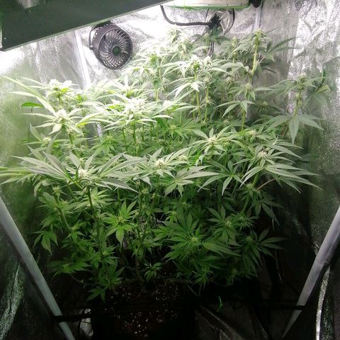 Runtz & Jamaican dream growlog timeline photo