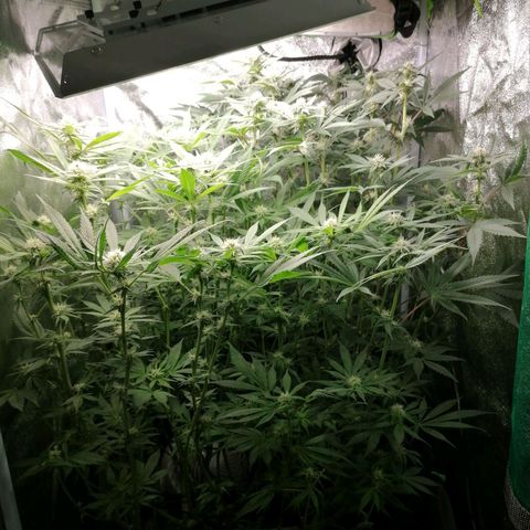 Runtz & Jamaican dream growlog timeline photo