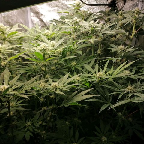Runtz & Jamaican dream growlog timeline photo