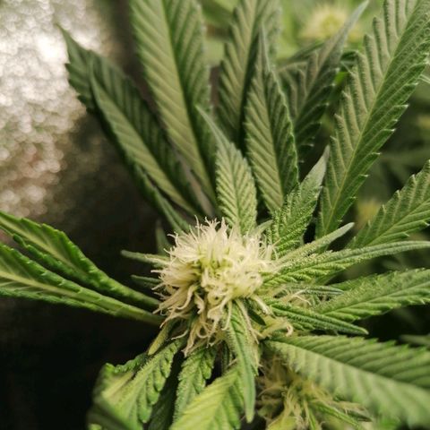 Runtz & Jamaican dream growlog timeline photo