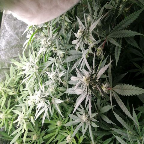 Runtz & Jamaican dream growlog timeline photo