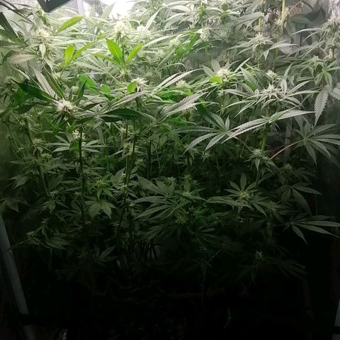 Runtz & Jamaican dream growlog timeline photo
