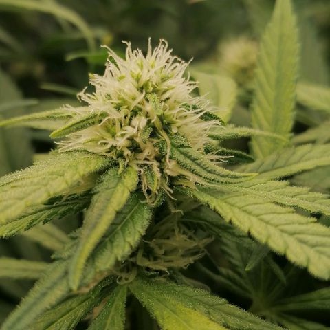 Runtz & Jamaican dream growlog timeline photo