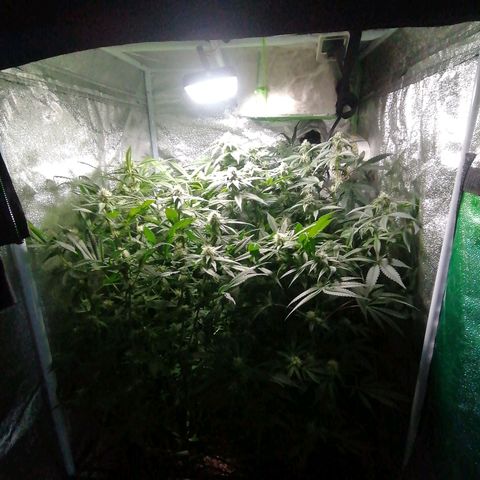 Runtz & Jamaican dream growlog timeline photo