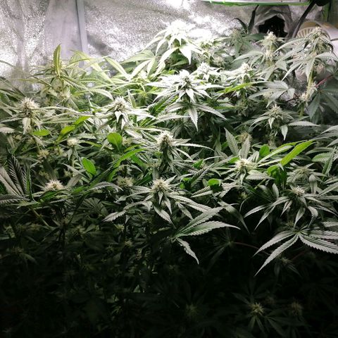 Runtz & Jamaican dream growlog timeline photo