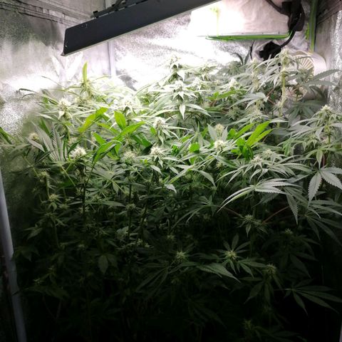 Runtz & Jamaican dream growlog timeline photo
