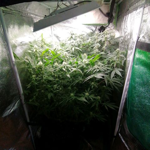 Runtz & Jamaican dream growlog timeline photo