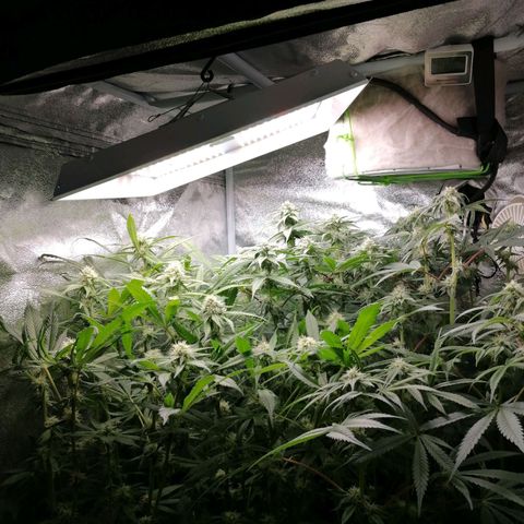 Runtz & Jamaican dream growlog timeline photo