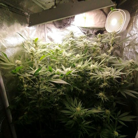 Runtz & Jamaican dream growlog timeline photo