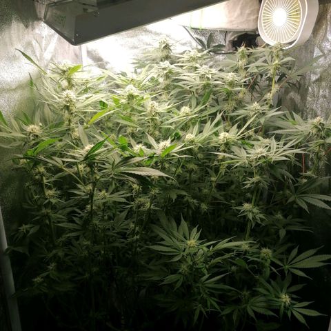 Runtz & Jamaican dream growlog timeline photo