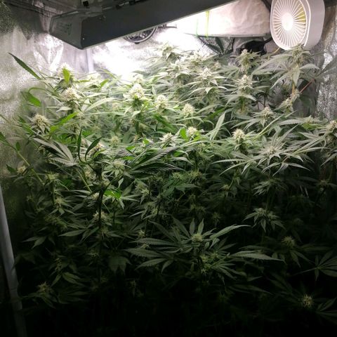 Runtz & Jamaican dream growlog timeline photo