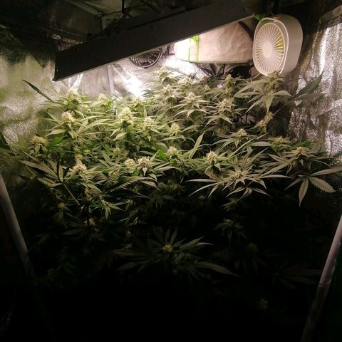 Runtz & Jamaican dream growlog timeline photo