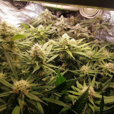 Runtz & Jamaican dream growlog timeline photo