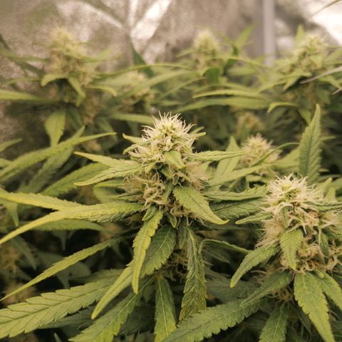 Runtz & Jamaican dream growlog timeline photo