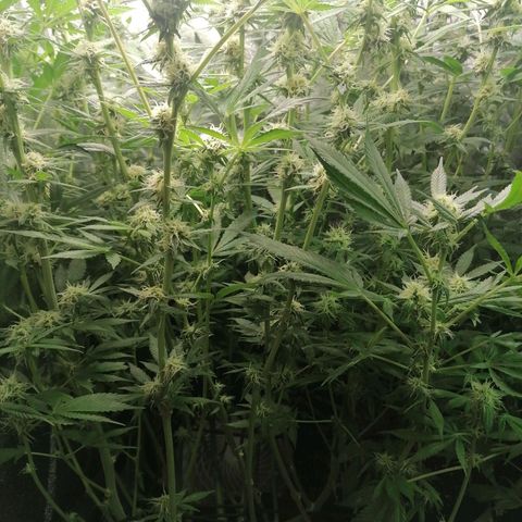 Runtz & Jamaican dream growlog timeline photo