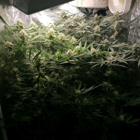 Runtz & Jamaican dream growlog timeline photo