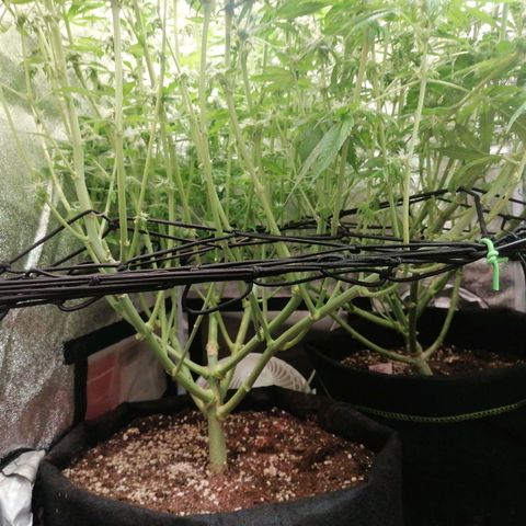 Runtz & Jamaican dream growlog timeline photo