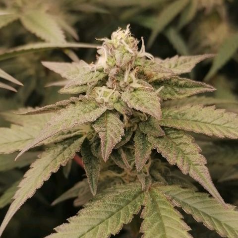 Runtz & Jamaican dream growlog timeline photo