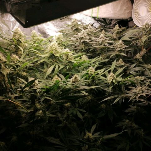 Runtz & Jamaican dream growlog timeline photo