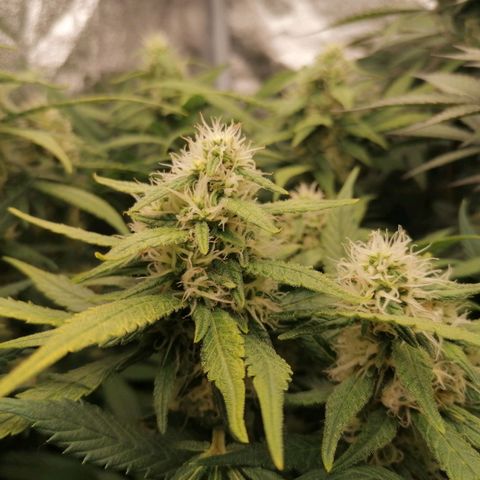 Runtz & Jamaican dream growlog timeline photo