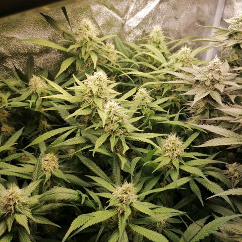 Runtz & Jamaican dream growlog timeline photo