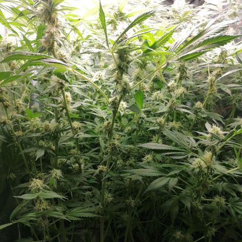 Runtz & Jamaican dream growlog timeline photo