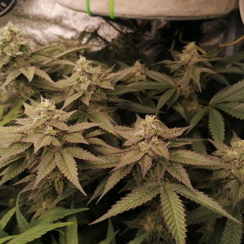 Runtz & Jamaican dream growlog timeline photo